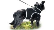 Enhanced Waterproof Tag Pet Tracker Mini Realtime GPS Tracking Device Size:XS